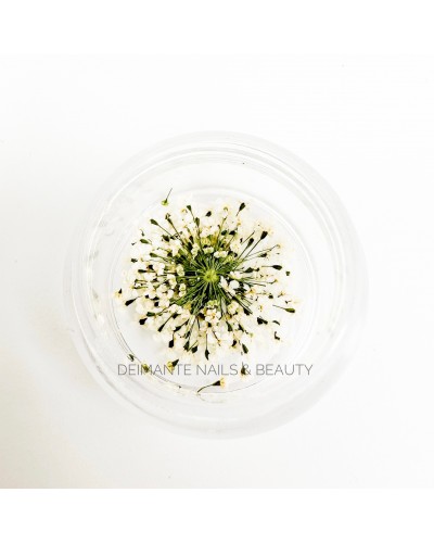 Dried Flower White